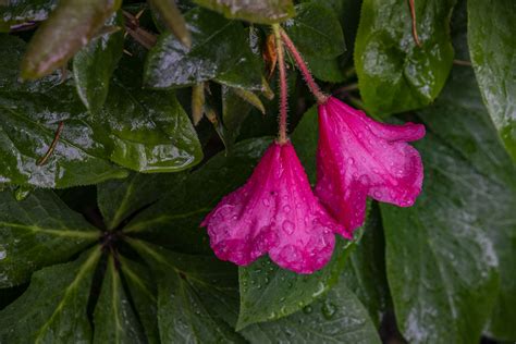 Raindrops On Flowers Free Stock Photo - Public Domain Pictures