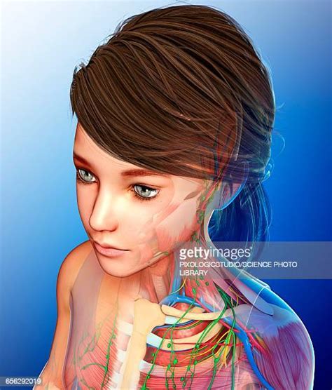 Lymph Node 3d Render High Res Illustrations Getty Images