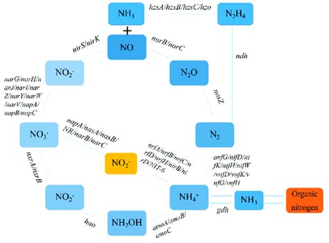 The Nitrogen Cycle And Involved Key Functional Genes Download Scientific Diagram