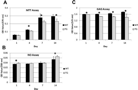 MTT, NO and GAG assays. (A) MTT assay of chondrocyte proliferation.... | Download Scientific Diagram