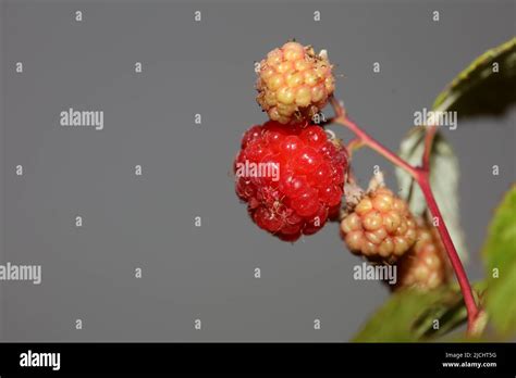 Wild Red Berry Fruit Close Up Modern Botanical Background Rubus