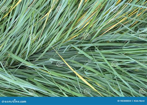 The Texture of the Wet Tall Grass. Stock Photo - Image of game, green ...