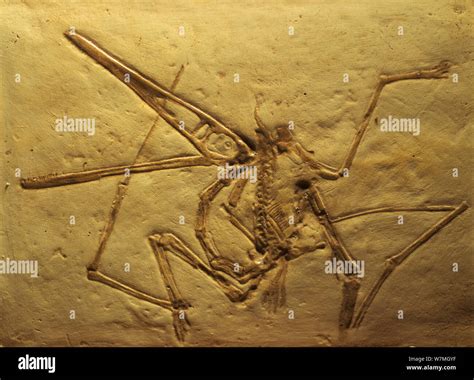 Pterodactyl fossil hi-res stock photography and images - Alamy