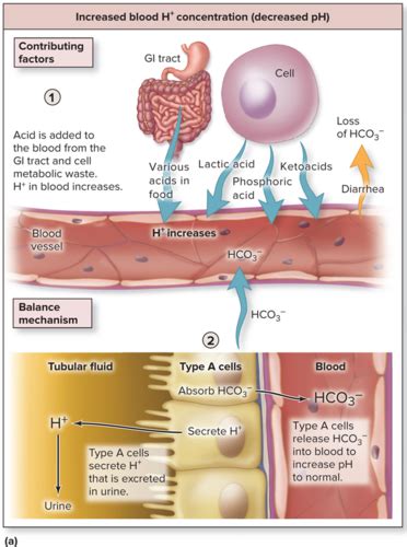 Anatomy And Physiology II Final Exam Flashcards Quizlet