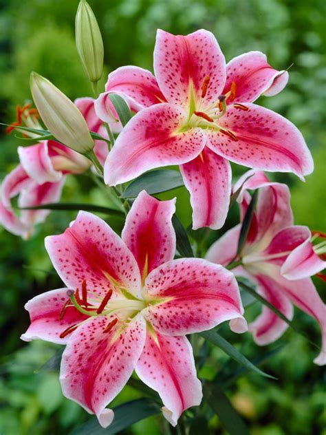 Lily Star Gazer Oriental Bluestone Perennials