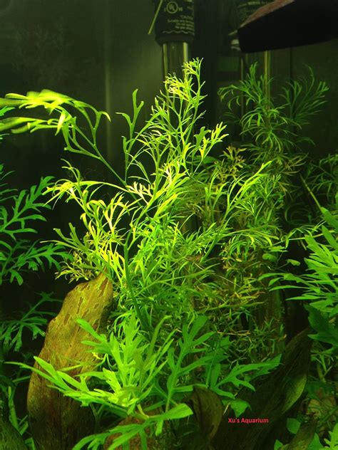 Water Sprite Aquarium Plant: How To Grow & Proper Care | Aquarialy