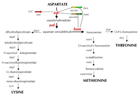 The Aspartate Pathway Genes Marked In Red Ask Asd And Hom Download Scientific Diagram