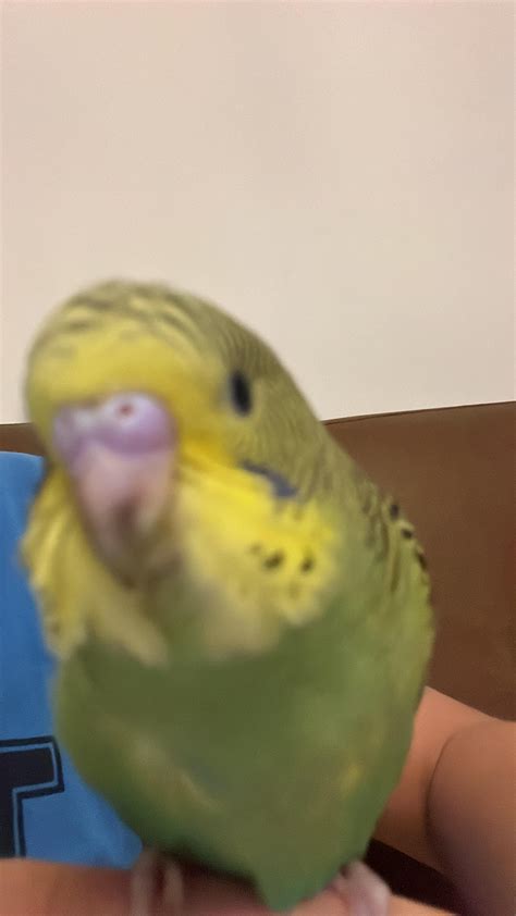 Is My Budgie A Baby Male Or Female Rbudgies