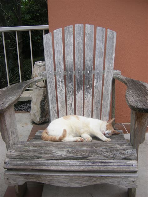 Wordless Wednesday: Cat Nap - She's Write