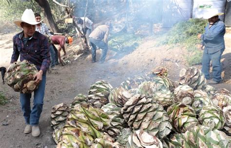 Ruta Agroturística del Mezcal recorrerá 25 palenques de producción en