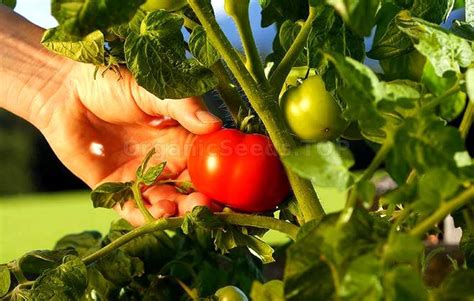 Growing Tomatoes