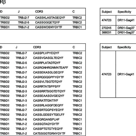 TCR Repertoires of HLA Class II-Restricted CD8 + T Cells Are Comprised ...