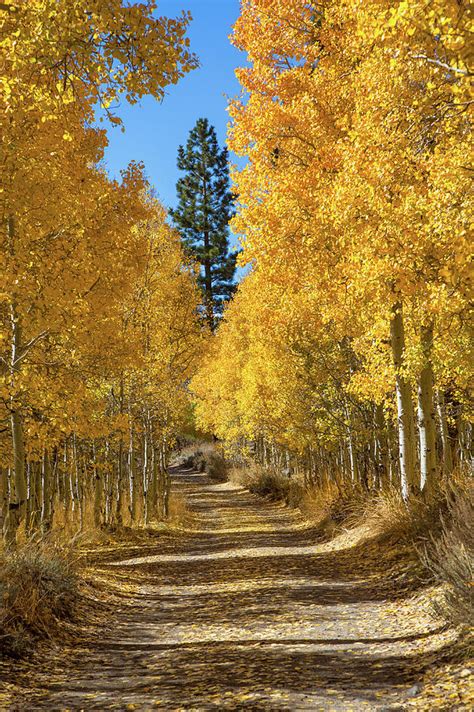 Fall Color In Lundy Canyon by Mimi Ditchie Photography