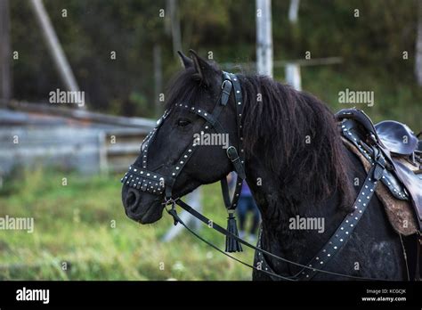 Black horse portrait Stock Photo - Alamy