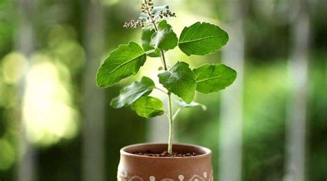 Tulsi pujan diwas-2022 - History and Details Nature Speakz