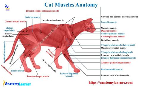 Cat Dissection Activity 1