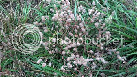 Pasture Weed Identification Cattle Cow And Ranching Community