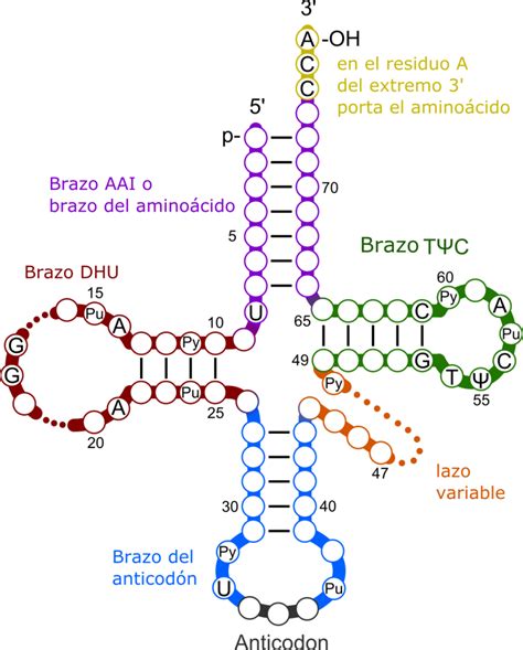 Traducción Del Arn Y Código Genético Ciencia Y Biología