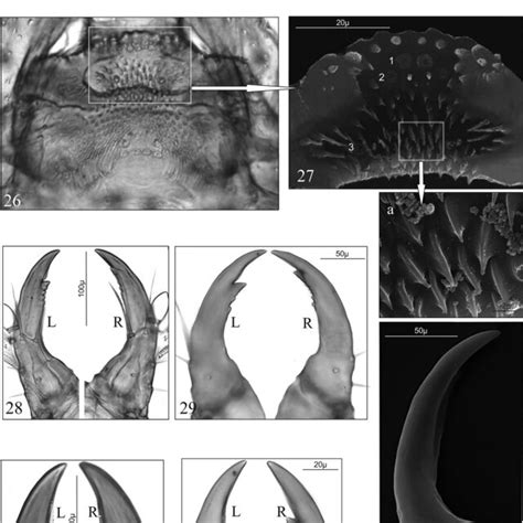 D Aequata 1 3 5 711 D Linearis 2 4 6 Mature Larva 17