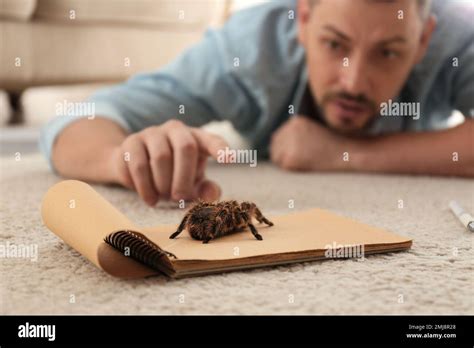Fear For Spiders Hi Res Stock Photography And Images Alamy
