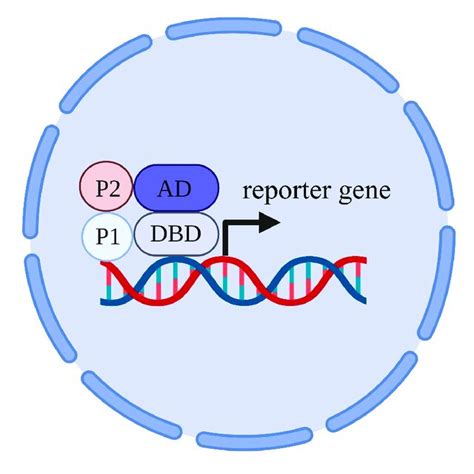 Scheme Of Classic Yeast Two Hybrid Technique DBD DNA Binding Domain