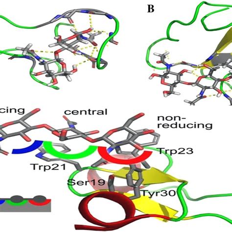 A Schematic Representation Of Proteinpolysaccharide Interaction By Download Scientific Diagram