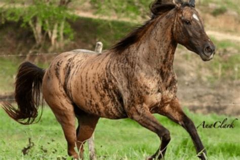 Brindle Horse Genetic Wonders And Rare Coat Pattern Horse Wildlife