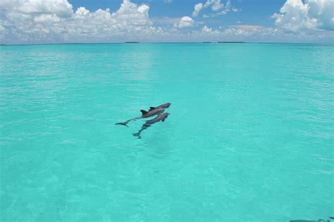 Tour De Avistamiento De Delfines Y Snorkel En Cayo Hueso Hellotickets