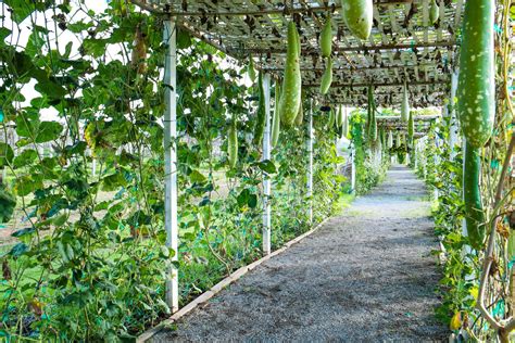 10 Diy Cucumber Trellis Ideas To Get You Growing