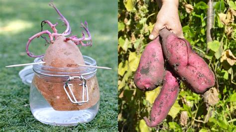 How To Grow Sweet Potatoes In Containers Guide To Growing Sweet Potatoes In A Container Artourney