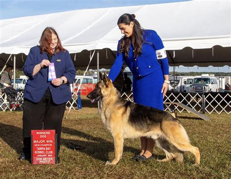 German Shepherd Names Male | Adoption Male German Shepherds