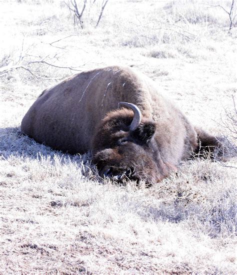 Bison Slaughter