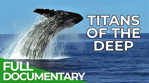 Titans Of The Deep The Fascinating World Of Whales Free Documentary