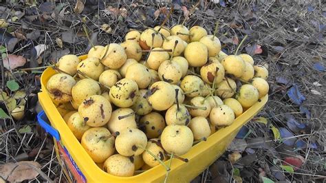 🍐Заготовка груши дички для выращивания подвоя. - YouTube
