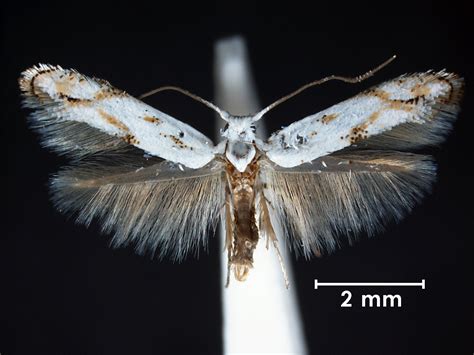 Scribbly gum moths – CSIROpedia