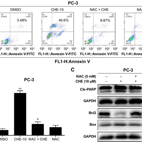 Che Induced Apoptosis Via Oxidative Stress In Prostate Cancer Pc