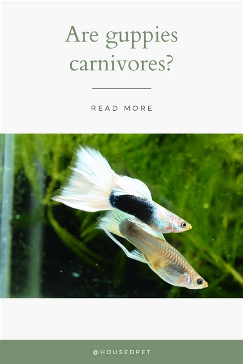 Carnivores Herbivores Omnivores Artofit Hot Sex Picture