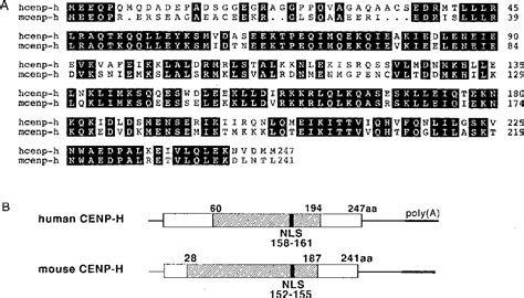 Figure 1 From Human CENP H Multimers Colocalize With CENP A And CENP C