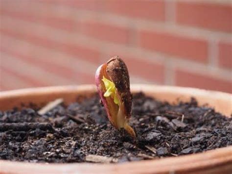 Como Germinar Y Plantar Un Almendro Prunus Dulcis Desde Una Almendra