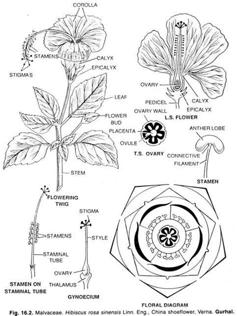 Kết Quả Hình ảnh Cho Hibiscus Rosa Sinensis Drawing Plantae Hibiscus