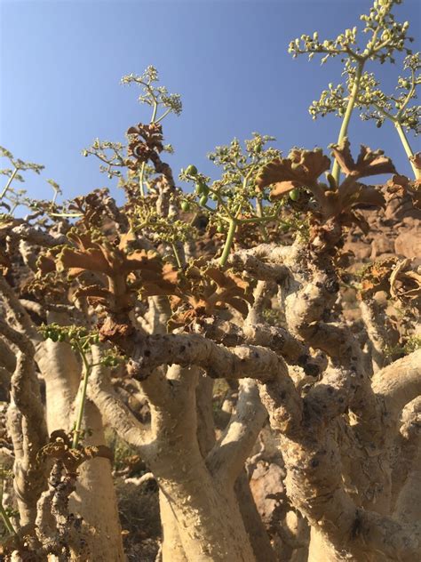 Cobas Tree From Daures Erongo Namibia On October At Pm