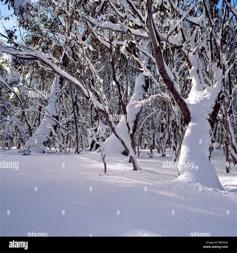 Snow Gums Hi Res Stock Photography And Images Alamy