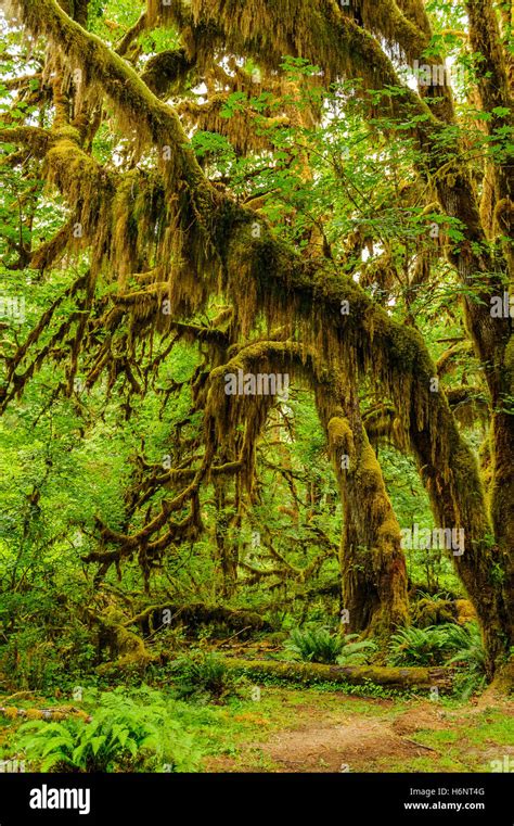 Trees Covered With Moss In The Temperate Hoh Rain Forestolympic