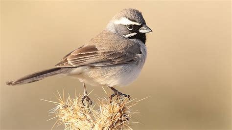 Black Throated Sparrow Youtube