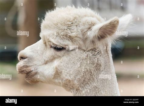 A White Alpaca On A Farm With A Blurred Background On Marthas Vineyard