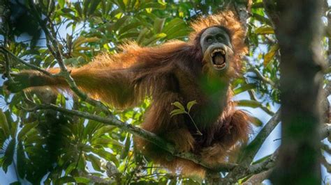 Jelang Puncak Cop Satya Bumi Suarakan Penyelamatan Hutan Tapanuli