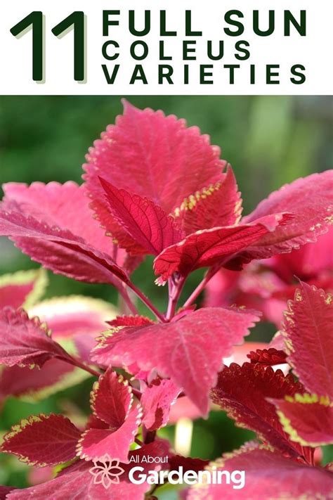 11 Full Sun Coleus Varieties For Sunny Gardens In 2022 Full Sun