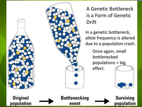 PPT - Genetic Drift, Bottleneck Effect and Founder Effect PowerPoint Presentation - ID:2807330