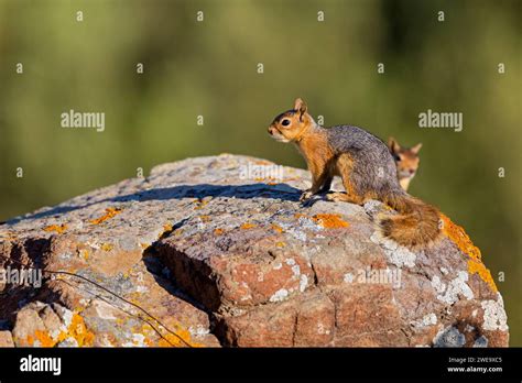 Kaukasisches Eichhörnchen Sciurus Anomalus Stock Photo Alamy