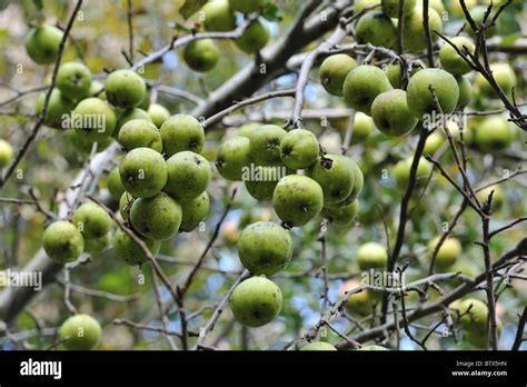 Crab Apple Tree European Wild Apple Tree Malus Sylvestris Bearing